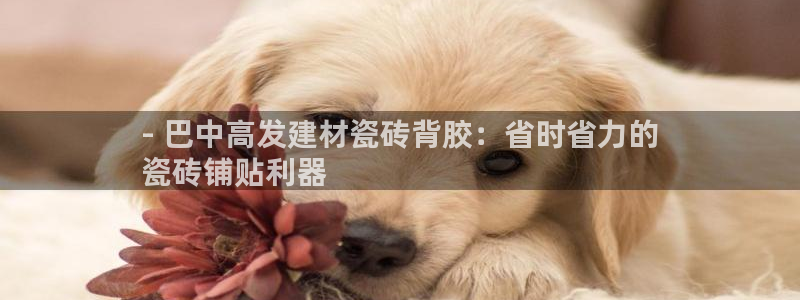 杏鑫手机客户端怎么下载